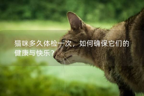 猫咪多久体检一次，如何确保它们的健康与快乐？