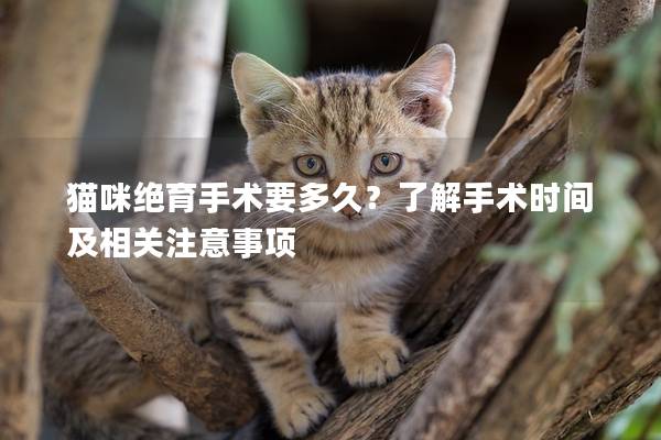 猫咪绝育手术要多久？了解手术时间及相关注意事项