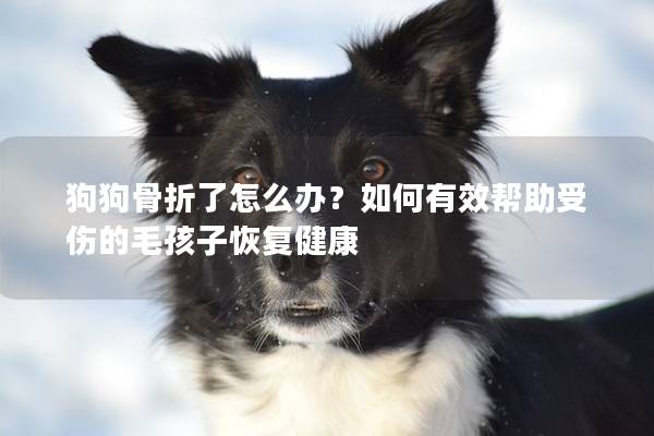 狗狗骨折了怎么办？如何有效帮助受伤的毛孩子恢复健康