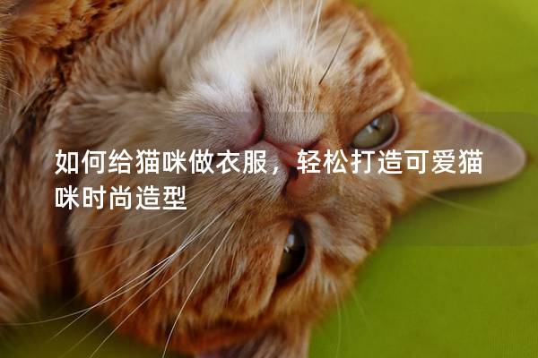 如何给猫咪做衣服，轻松打造可爱猫咪时尚造型