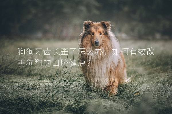 狗狗牙齿长歪了怎么办，如何有效改善狗狗的口腔健康？