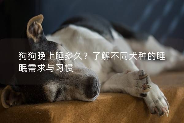 狗狗晚上睡多久？了解不同犬种的睡眠需求与习惯