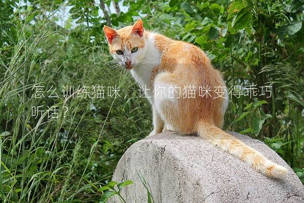 怎么训练猫咪，让你的猫咪变得乖巧听话？