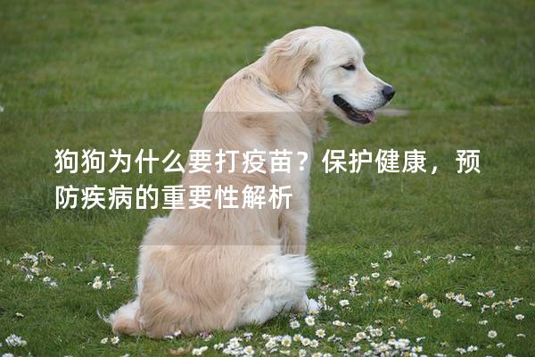 狗狗为什么要打疫苗？保护健康，预防疾病的重要性解析