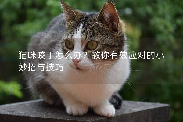 猫咪咬手怎么办？教你有效应对的小妙招与技巧