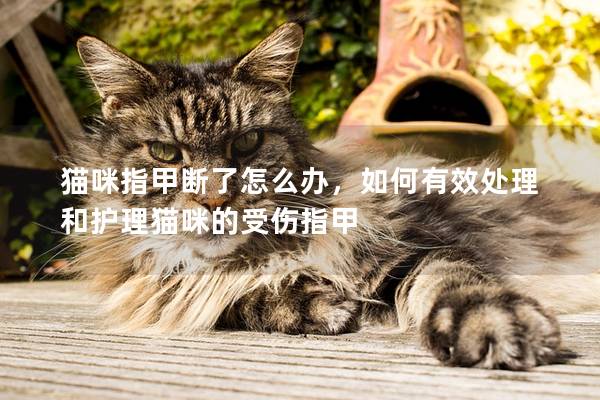 猫咪指甲断了怎么办，如何有效处理和护理猫咪的受伤指甲