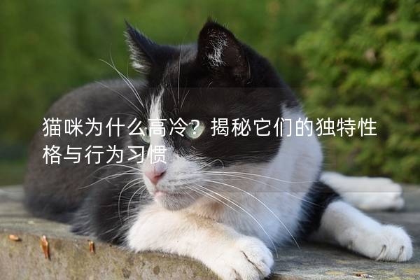 猫咪为什么高冷？揭秘它们的独特性格与行为习惯