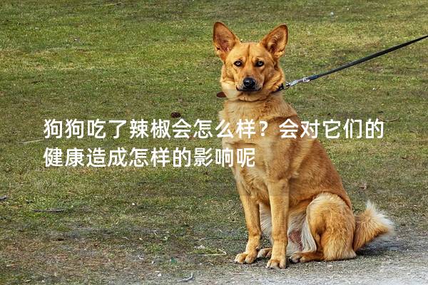 狗狗吃了辣椒会怎么样？会对它们的健康造成怎样的影响呢