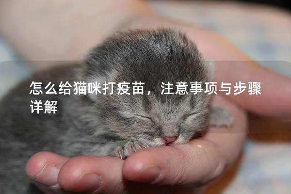 怎么给猫咪打疫苗，注意事项与步骤详解