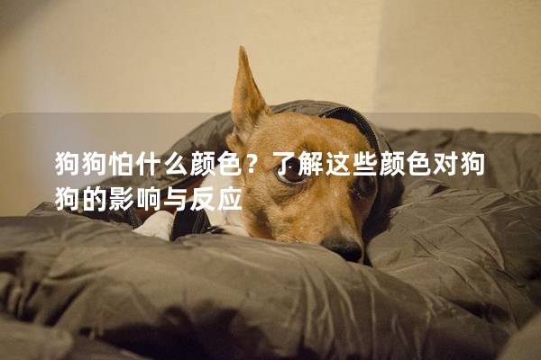 狗狗怕什么颜色？了解这些颜色对狗狗的影响与反应