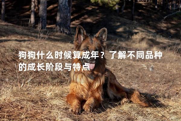 狗狗什么时候算成年?了解不同品种的成长阶段与特点