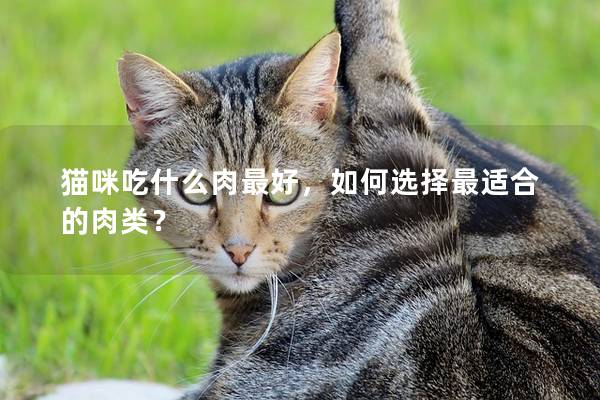 猫咪吃什么肉最好，如何选择最适合的肉类？