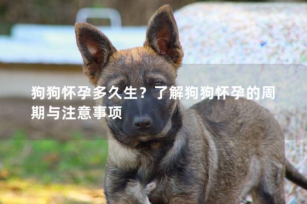 狗狗怀孕多久生？了解狗狗怀孕的周期与注意事项