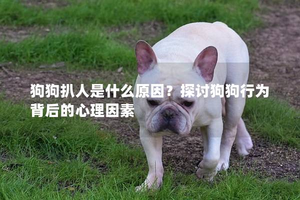 狗狗扒人是什么原因？探讨狗狗行为背后的心理因素