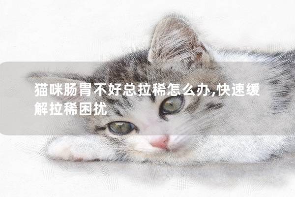 猫咪肠胃不好总拉稀怎么办,快速缓解拉稀困扰