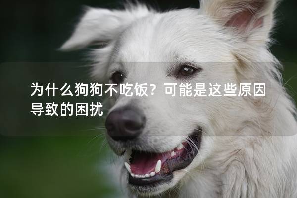 为什么狗狗不吃饭？可能是这些原因导致的困扰