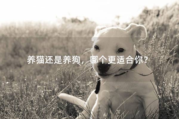 养猫还是养狗，哪个更适合你？