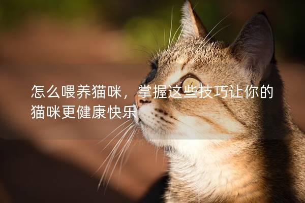 怎么喂养猫咪，掌握这些技巧让你的猫咪更健康快乐