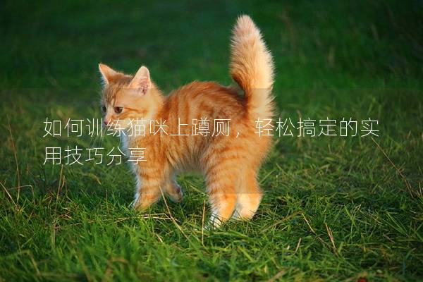 如何训练猫咪上蹲厕，轻松搞定的实用技巧分享