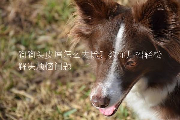 狗狗头皮屑怎么去除？教你几招轻松解决烦恼问题