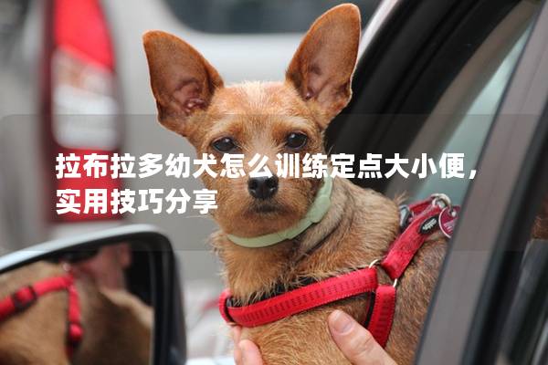 拉布拉多幼犬怎么训练定点大小便，实用技巧分享