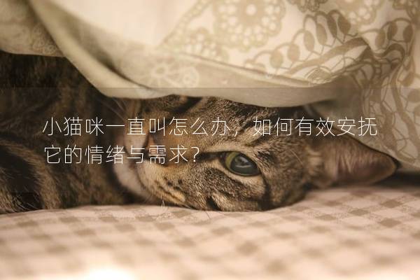 小猫咪一直叫怎么办，如何有效安抚它的情绪与需求？