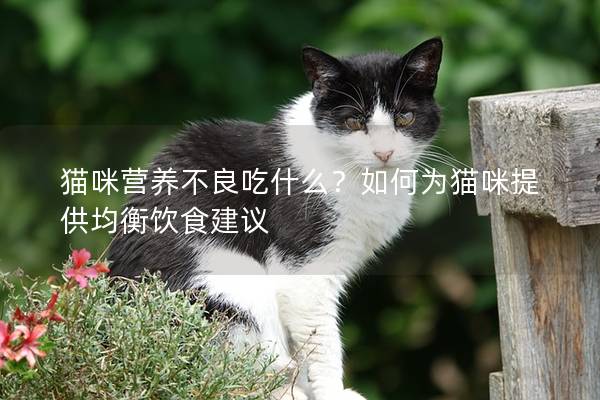 猫咪营养不良吃什么？如何为猫咪提供均衡饮食建议