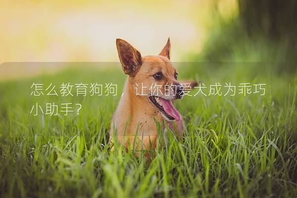 怎么教育狗狗，让你的爱犬成为乖巧小助手？