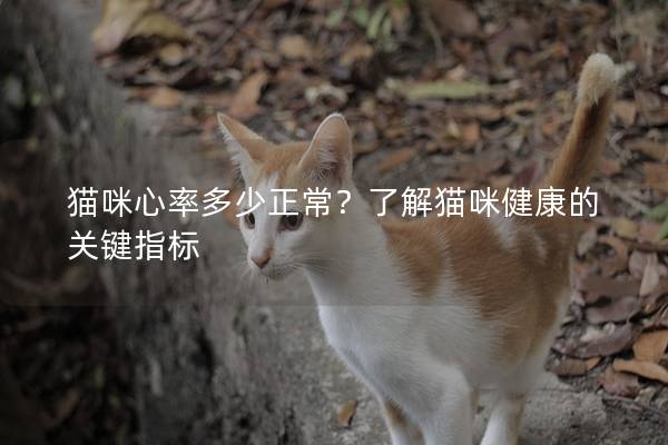 猫咪心率多少正常？了解猫咪健康的关键指标