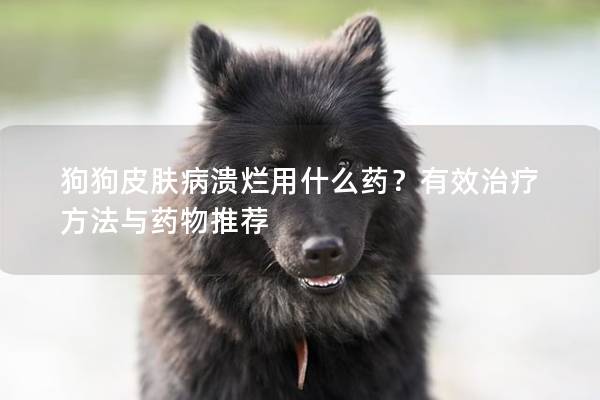 狗狗皮肤病溃烂用什么药？有效治疗方法与药物推荐