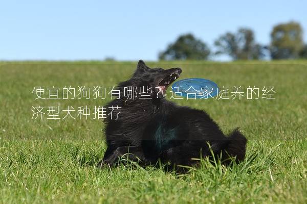 便宜的狗狗有哪些？适合家庭养的经济型犬种推荐