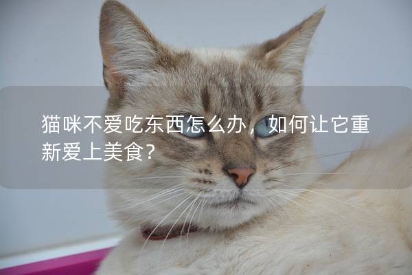 猫咪不爱吃东西怎么办，如何让它重新爱上美食？