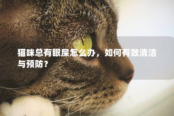 猫咪总有眼屎怎么办，如何有效清洁与预防？