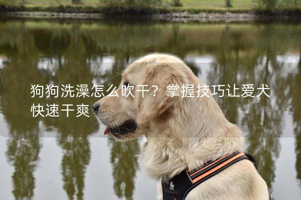 狗狗洗澡怎么吹干？掌握技巧让爱犬快速干爽