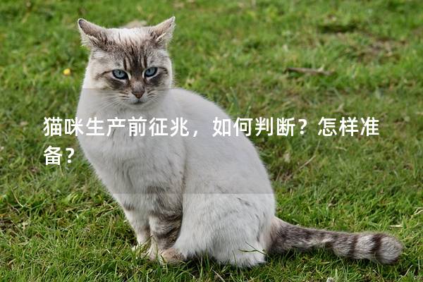 猫咪生产前征兆，如何判断？怎样准备？