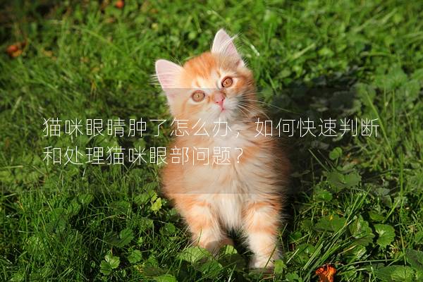 猫咪眼睛肿了怎么办，如何快速判断和处理猫咪眼部问题？