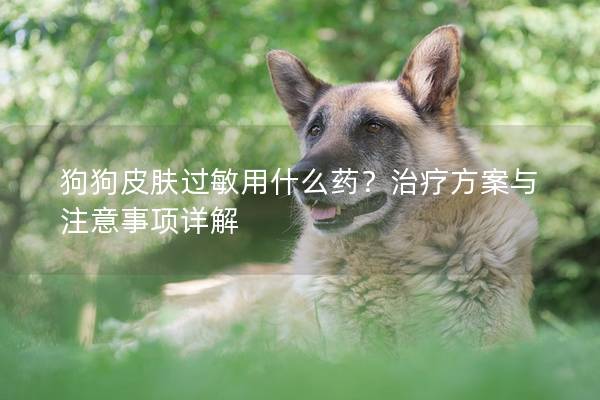 狗狗皮肤过敏用什么药？治疗方案与注意事项详解