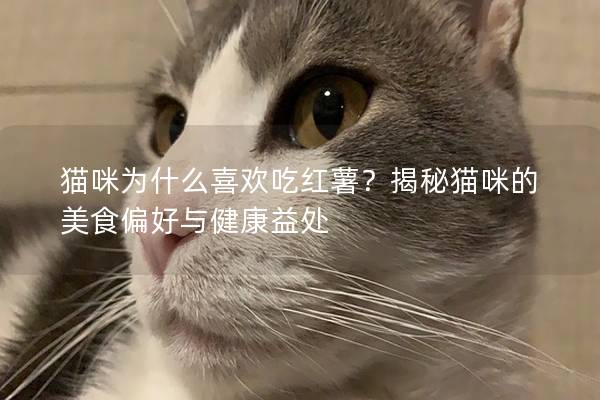 猫咪为什么喜欢吃红薯？揭秘猫咪的美食偏好与健康益处