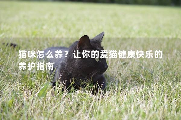 猫咪怎么养？让你的爱猫健康快乐的养护指南