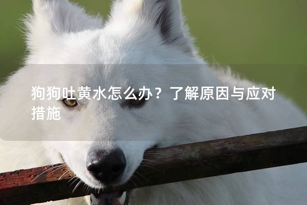 狗狗吐黄水怎么办?了解原因与应对措施