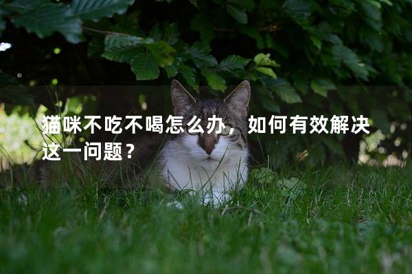 猫咪不吃不喝怎么办，如何有效解决这一问题？