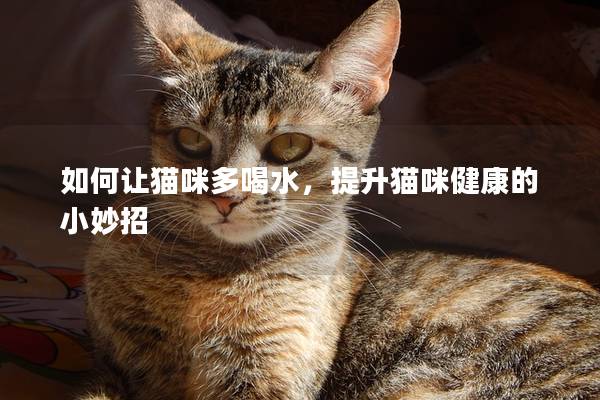 如何让猫咪多喝水，提升猫咪健康的小妙招