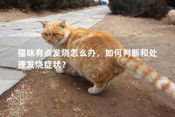 猫咪有点发烧怎么办，如何判断和处理发烧症状？