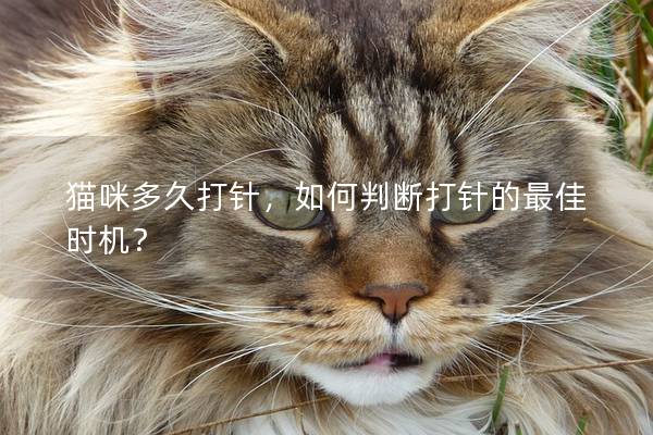 猫咪多久打针，如何判断打针的最佳时机？