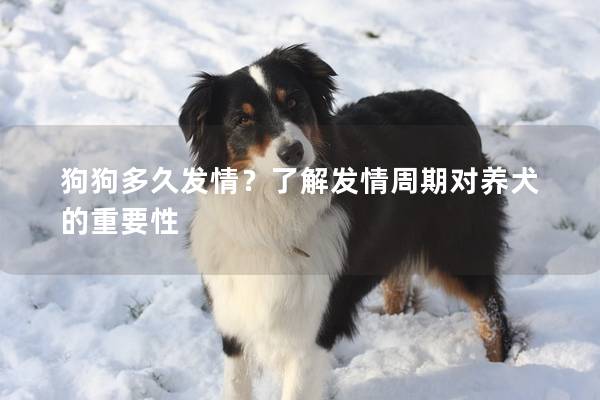 狗狗多久发情？了解发情周期对养犬的重要性