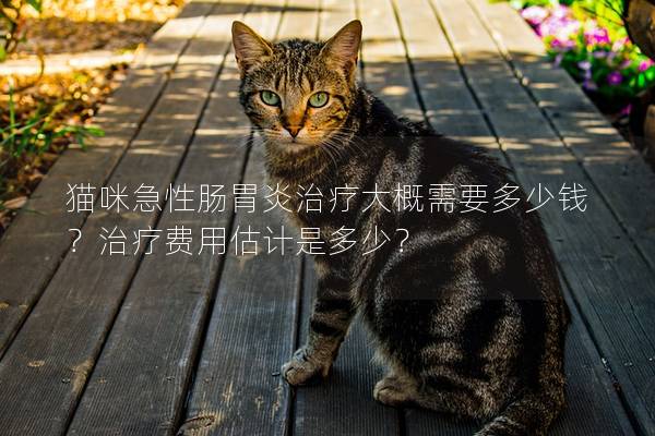 猫咪急性肠胃炎治疗大概需要多少钱？治疗费用估计是多少？