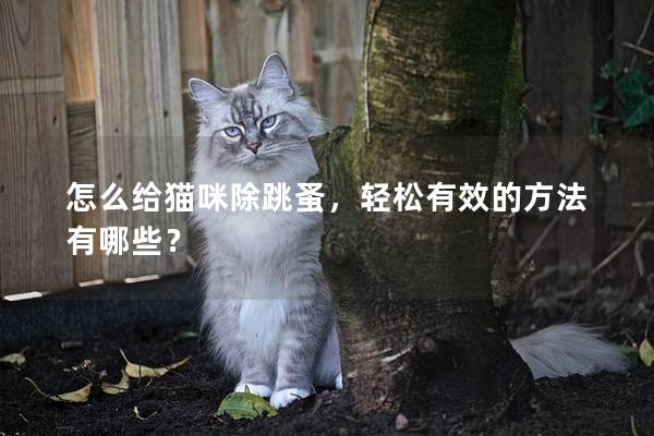 怎么给猫咪除跳蚤，轻松有效的方法有哪些？