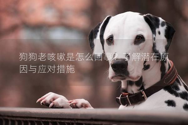 狗狗老咳嗽是怎么回事？了解潜在原因与应对措施