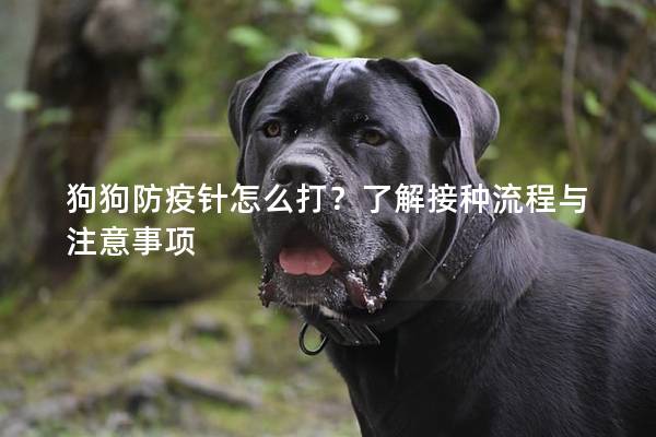 狗狗防疫针怎么打？了解接种流程与注意事项