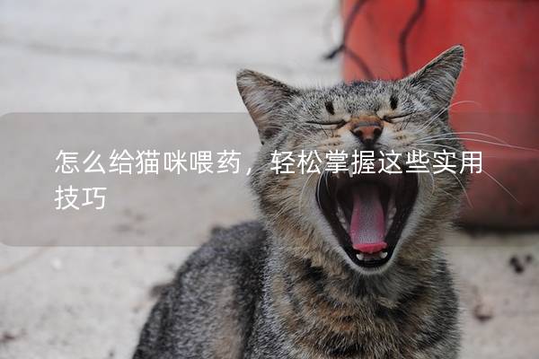 怎么给猫咪喂药，轻松掌握这些实用技巧